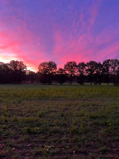 Rhodesian Ridgeback-Beitrag-Bild
