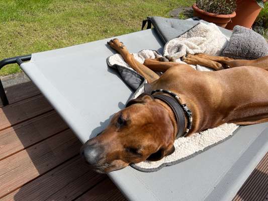 Rhodesian Ridgeback-Beitrag-Bild