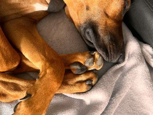 Rhodesian Ridgeback-Beitrag-Bild
