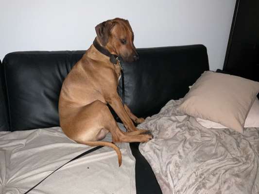 Rhodesian Ridgeback-Beitrag-Bild