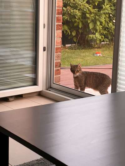 Rhodesian Ridgeback-Beitrag-Bild