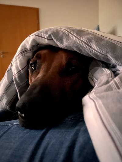 Rhodesian Ridgeback-Beitrag-Bild