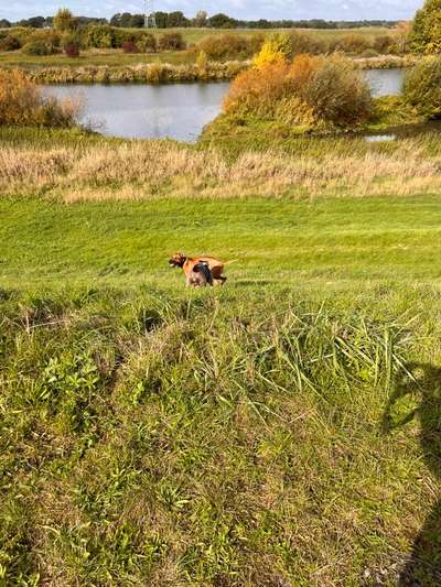 Rhodesian Ridgeback-Beitrag-Bild