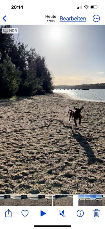 Rhodesian Ridgeback-Beitrag-Bild