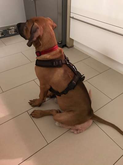 Rhodesian Ridgeback-Beitrag-Bild