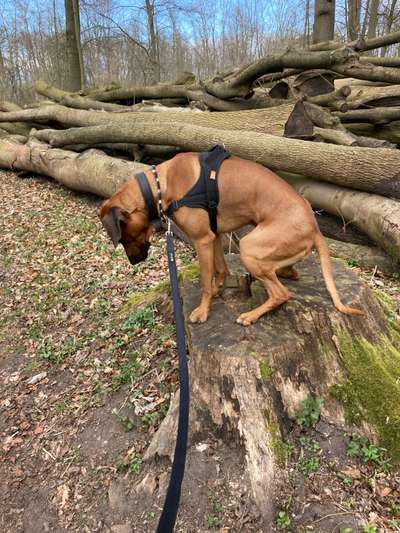 Rhodesian Ridgeback-Beitrag-Bild