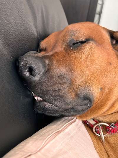 Rhodesian Ridgeback-Beitrag-Bild