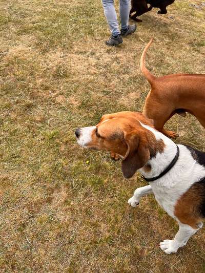 Rhodesian Ridgeback-Beitrag-Bild