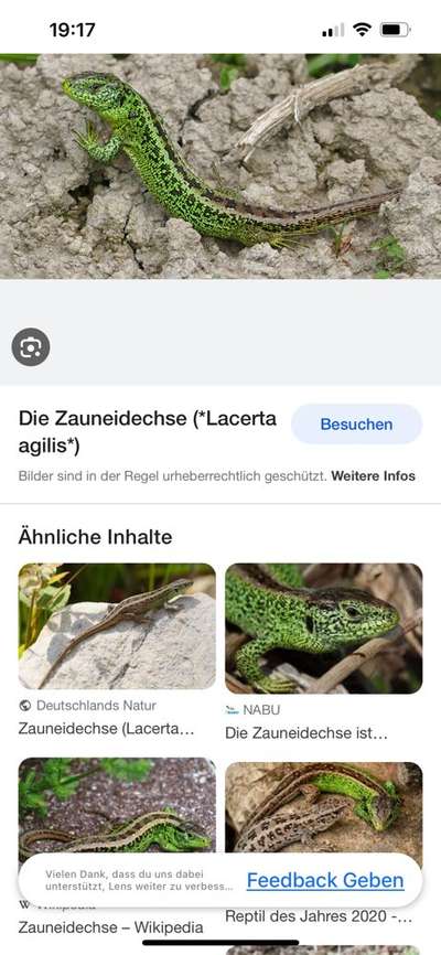 Rhodesian Ridgeback-Beitrag-Bild