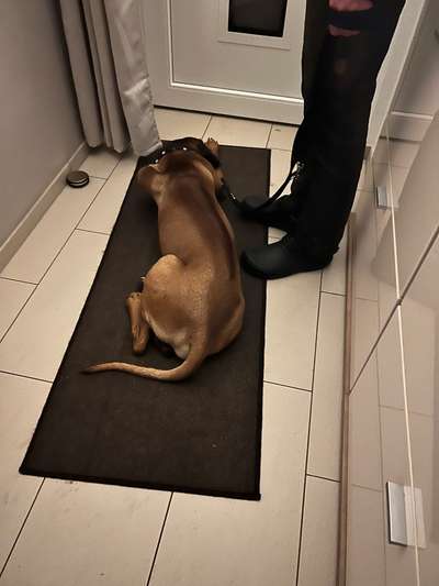 Rhodesian Ridgeback-Beitrag-Bild