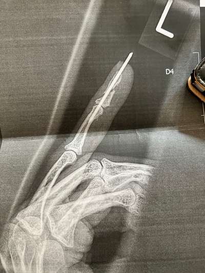 Rhodesian Ridgeback-Beitrag-Bild