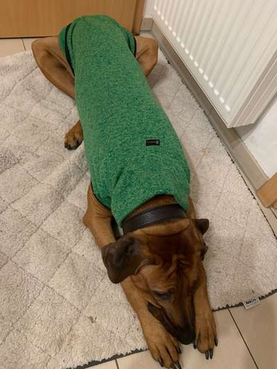 Rhodesian Ridgeback-Beitrag-Bild