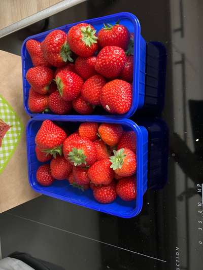 Rhodesian Ridgeback-Beitrag-Bild