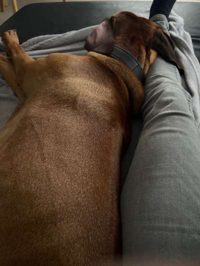 Rhodesian Ridgeback-Beitrag-Bild