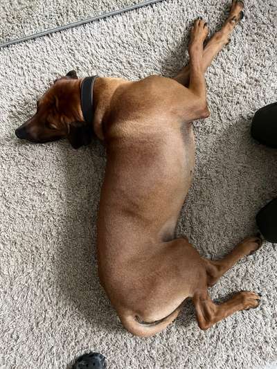 Rhodesian Ridgeback-Beitrag-Bild