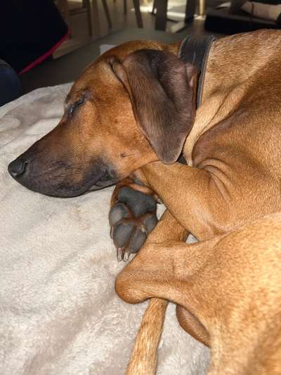 Rhodesian Ridgeback-Beitrag-Bild