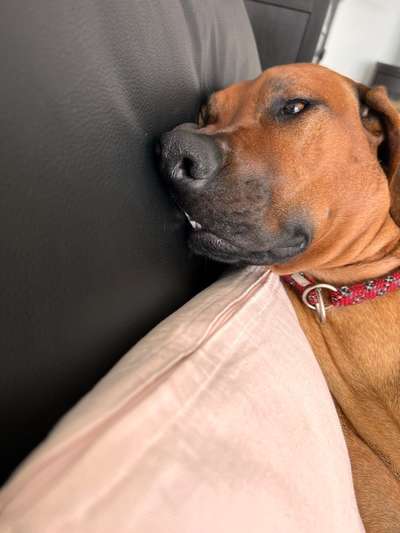 Rhodesian Ridgeback-Beitrag-Bild
