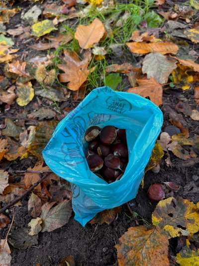 Rhodesian Ridgeback-Beitrag-Bild