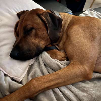 Rhodesian Ridgeback-Beitrag-Bild