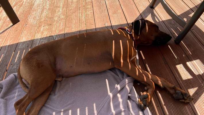 Rhodesian Ridgeback-Beitrag-Bild