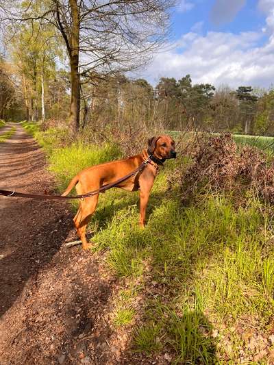 Rhodesian Ridgeback-Beitrag-Bild