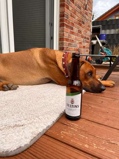 Rhodesian Ridgeback-Beitrag-Bild