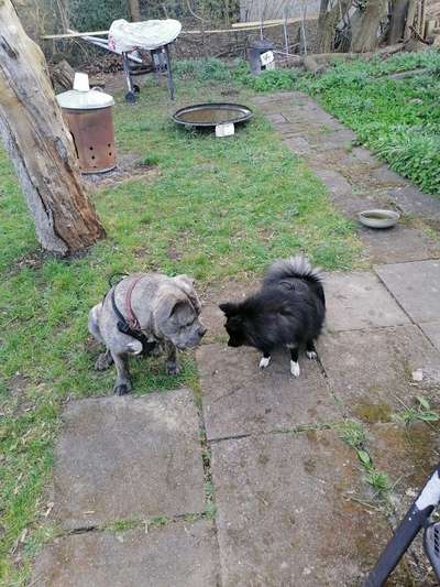 Bester Freund, Hundekumpel - zeigt her!-Beitrag-Bild