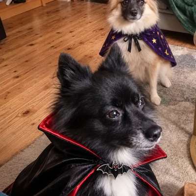 🎃🐶 Hund im Halloween-Kostüm – süß oder Stress pur?-Beitrag-Bild