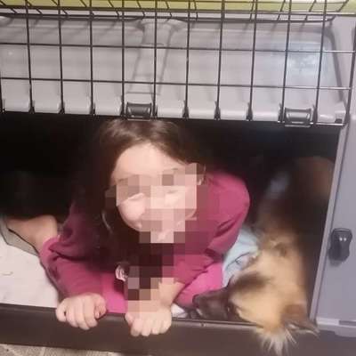 Weihnachten ohne Hund?-Beitrag-Bild