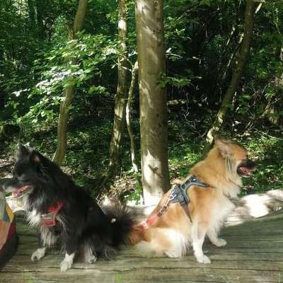 Was haben wir aus dem Hund gemacht?-Beitrag-Bild