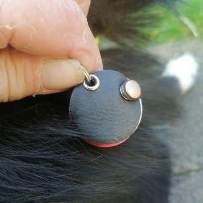 Halsband oder Geschirr???-Beitrag-Bild