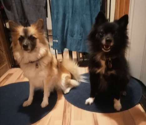 Reinrassige Hunde?-Beitrag-Bild