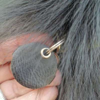 Halsband oder Geschirr???-Beitrag-Bild