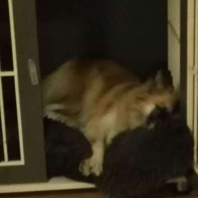 Hundebox für die Wohnung-Beitrag-Bild