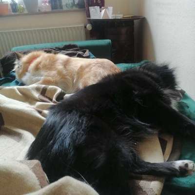 Zwei Hunde haltung-Beitrag-Bild