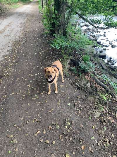 Auslandstierschutz-Beitrag-Bild