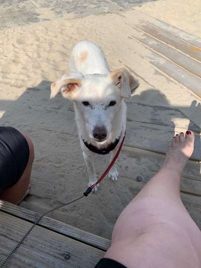 Unsere Fellnasen im Regenbogenland-Beitrag-Bild
