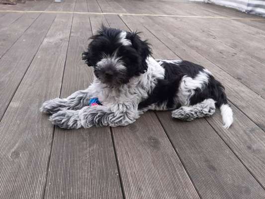 Seltene Rassen!-Beitrag-Bild