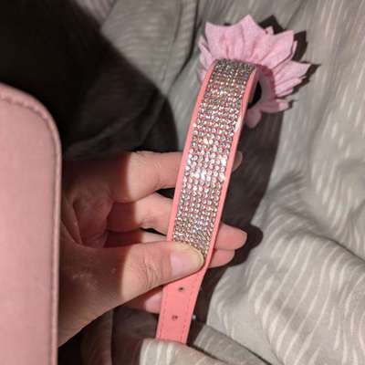 hunde halsband-Beitrag-Bild