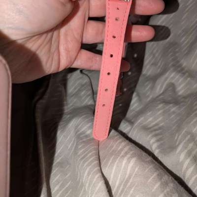 hunde halsband-Beitrag-Bild