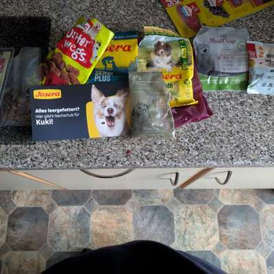 hunde und katzen-Beitrag-Bild