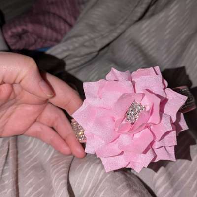 hunde halsband-Beitrag-Bild