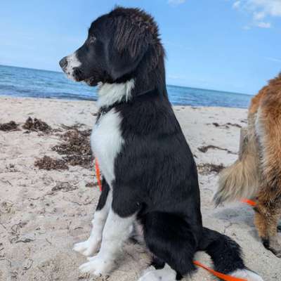 Hundetreffen-Emma sucht Spiel-Freunde-Bild