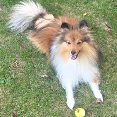 Hundetreffen-Mini Spieltreffen-Bild