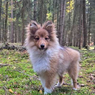 Hundetreffen-Mini Spieltreffen-Bild
