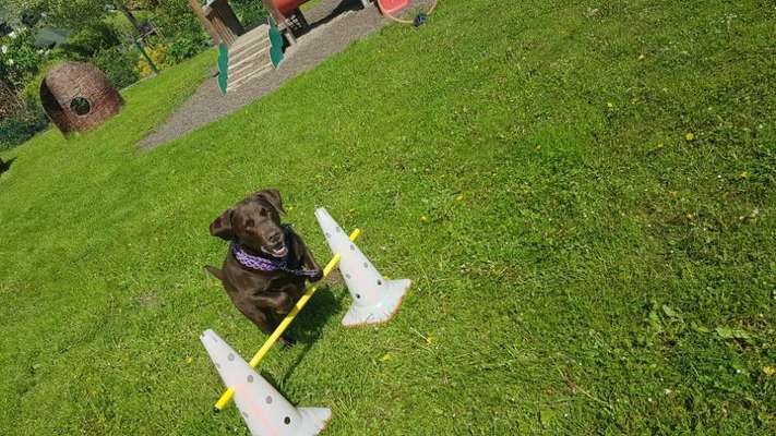 Hundetreffen-Gemeinsame Spaziergänge und Training-Bild