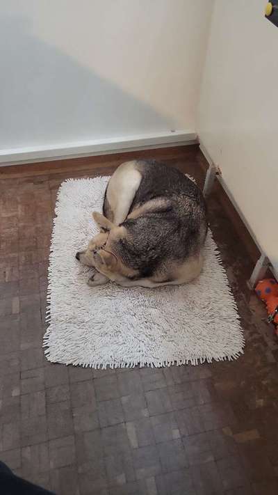 🐶 Sind Bürohunde jetzt VERBOTEN?! 😱-Beitrag-Bild