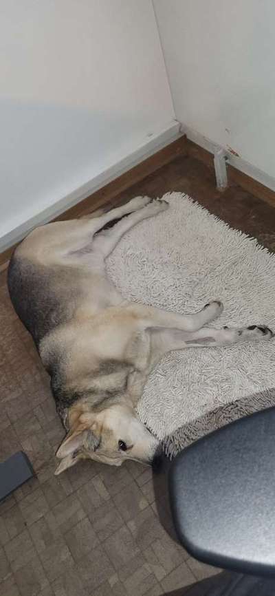 🐶 Sind Bürohunde jetzt VERBOTEN?! 😱-Beitrag-Bild