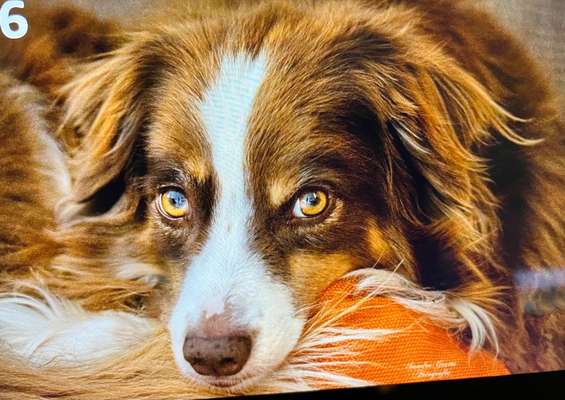 Fotochallange Nr. 57     PORTRÄT.   Beendet!!!!!!!!-Beitrag-Bild