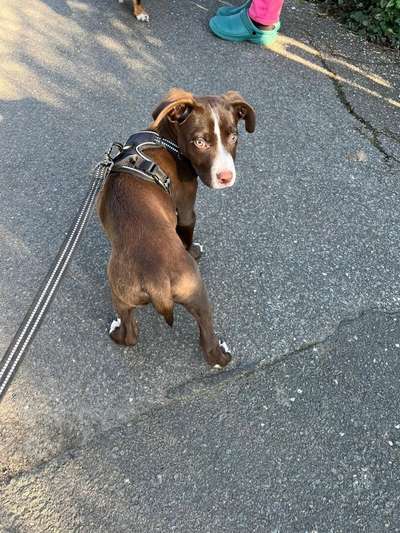 Dogo Argentino Freunde-Beitrag-Bild